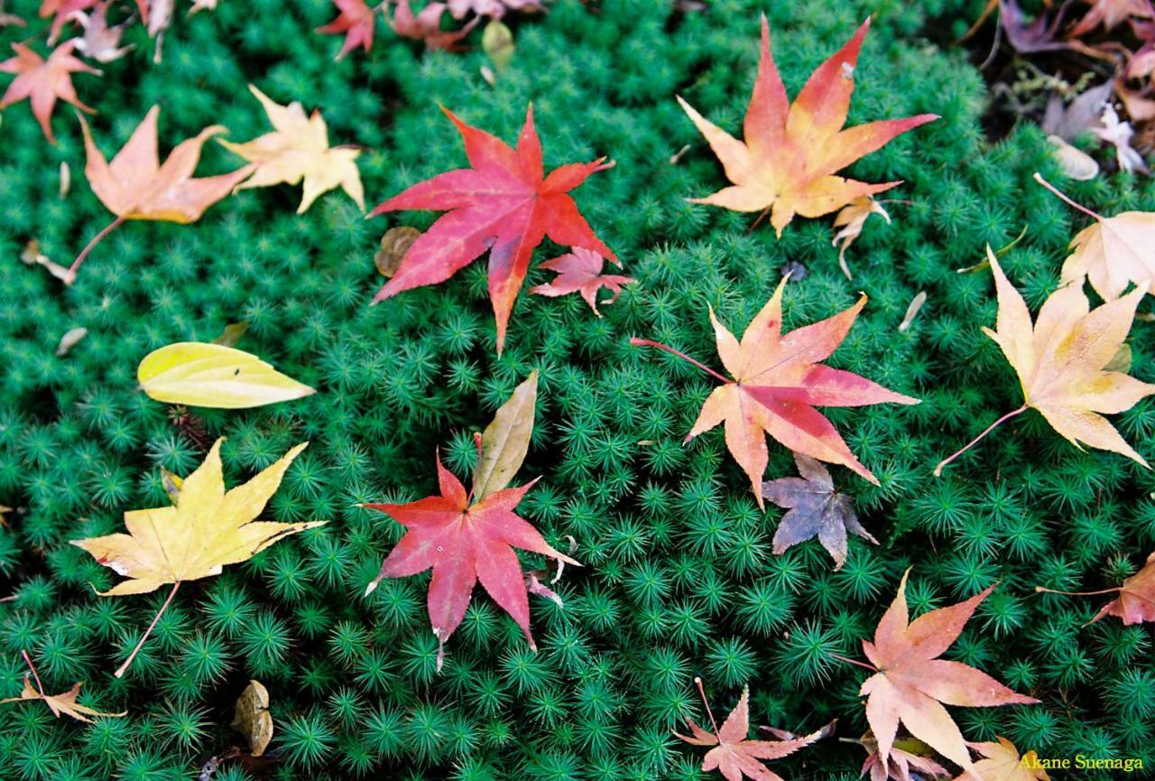 Kyoto Home Higashikujo Dış mekan fotoğraf